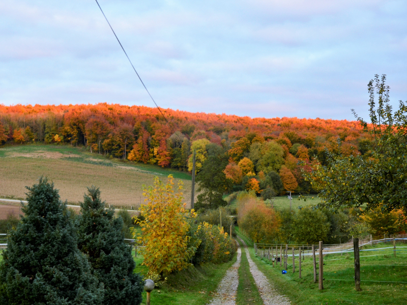 chemin de balade